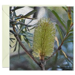 Greeting Card - Banksia