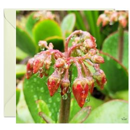 Greeting Card - Rain Drops